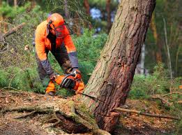 Eatontown, NJ Tree Care  Company