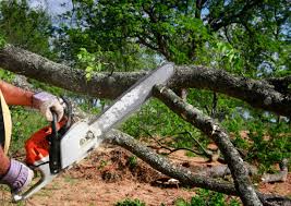 Best Palm Tree Trimming  in Eatontown, NJ