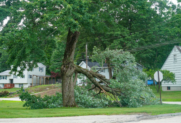 How Our Tree Care Process Works  in  Eatontown, NJ