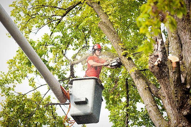 Best Emergency Tree Removal  in Eatontown, NJ